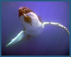 Humpback Whales